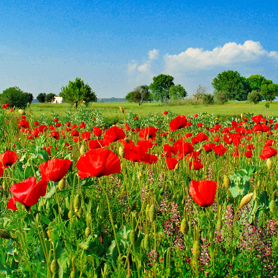 Prato tulipani salento guarini