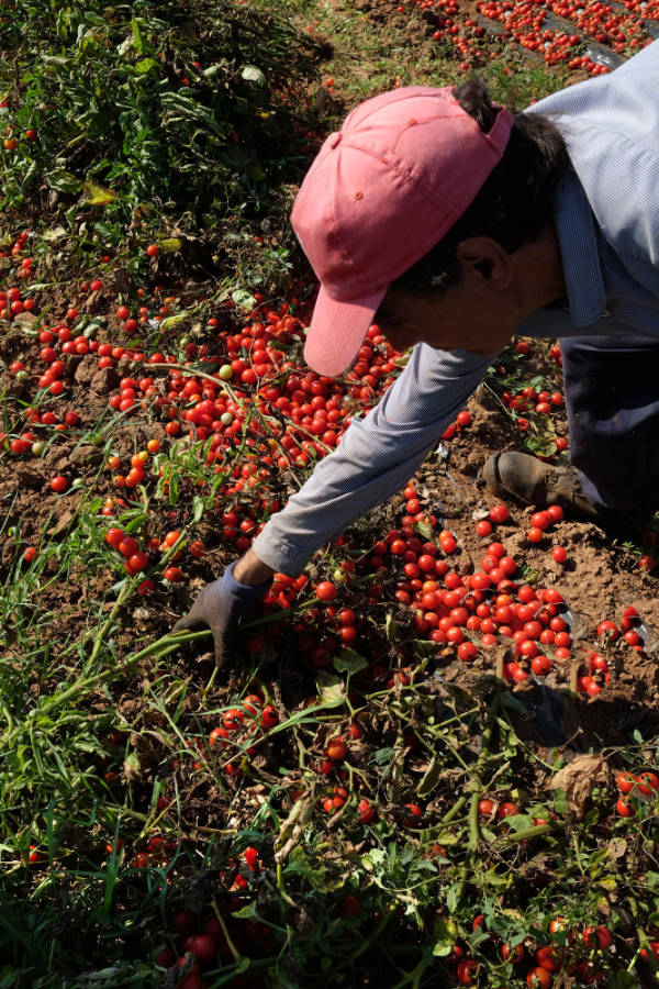 raccolta dei pomodori