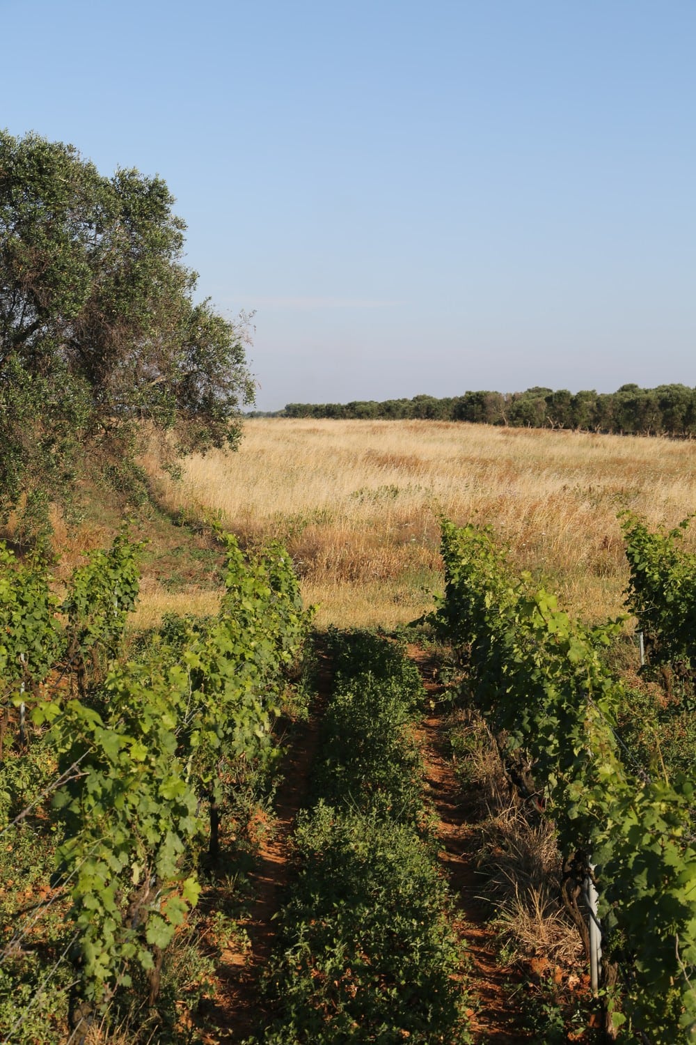 vitigni autoctoni malvasia nera